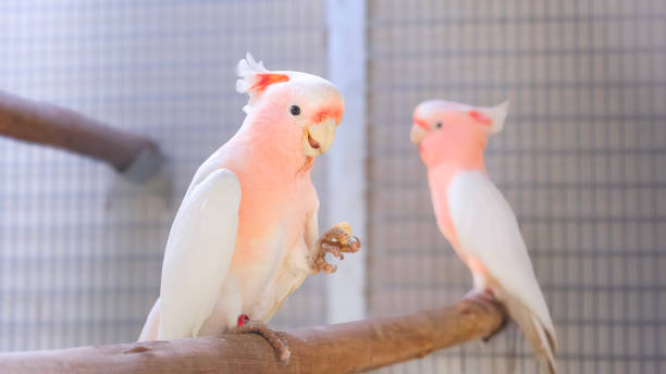 Parrots-for-sale